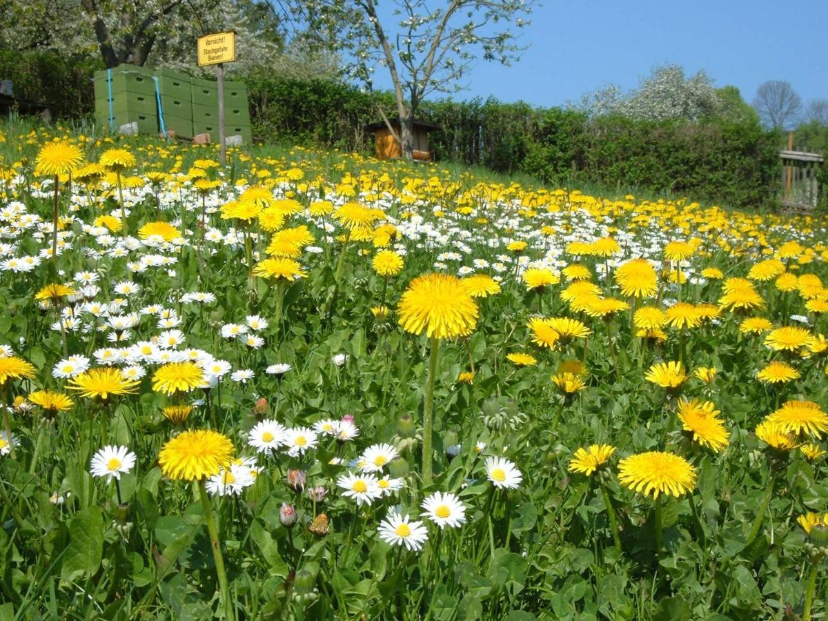 Ferienwohnungen allerleigrün Langenroda Exterior foto